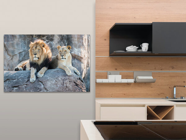 A couple of lions lying on a rock