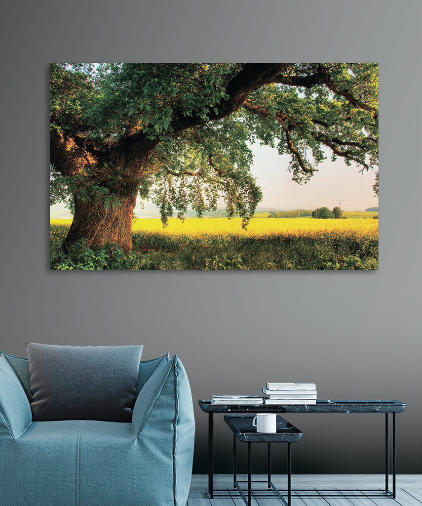A tree in a field