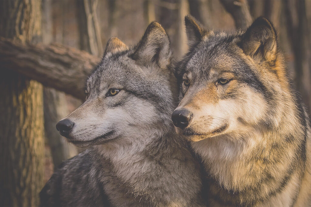 A couple of wolves in the woods A couple of wolves in the woods