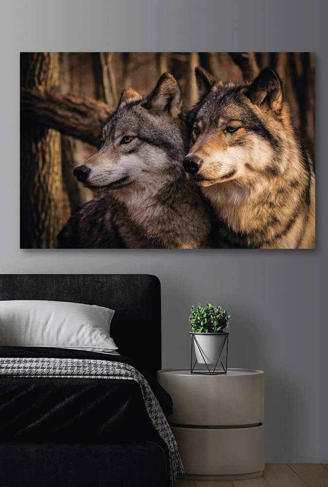 A couple of wolves in the woods A couple of wolves in the woods
