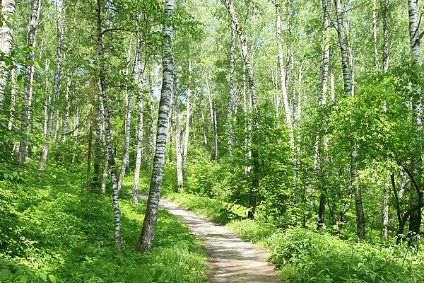 A path through a forest