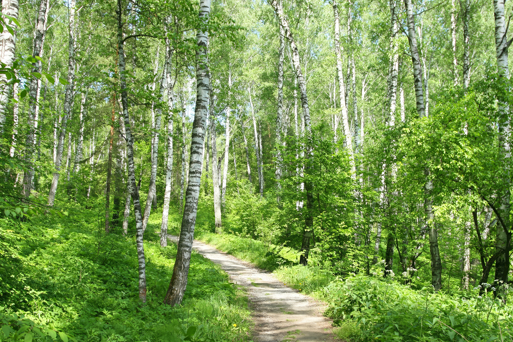 A path through a forest