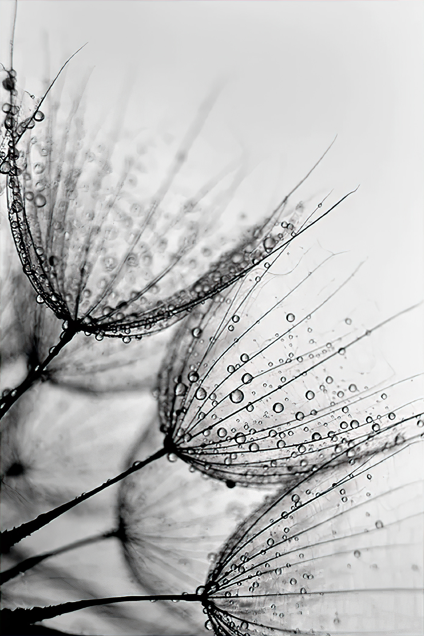 Close up of water droplets on seeds
