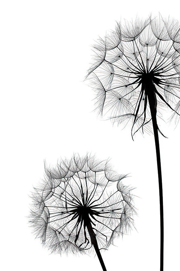 A close up of dandelion seeds