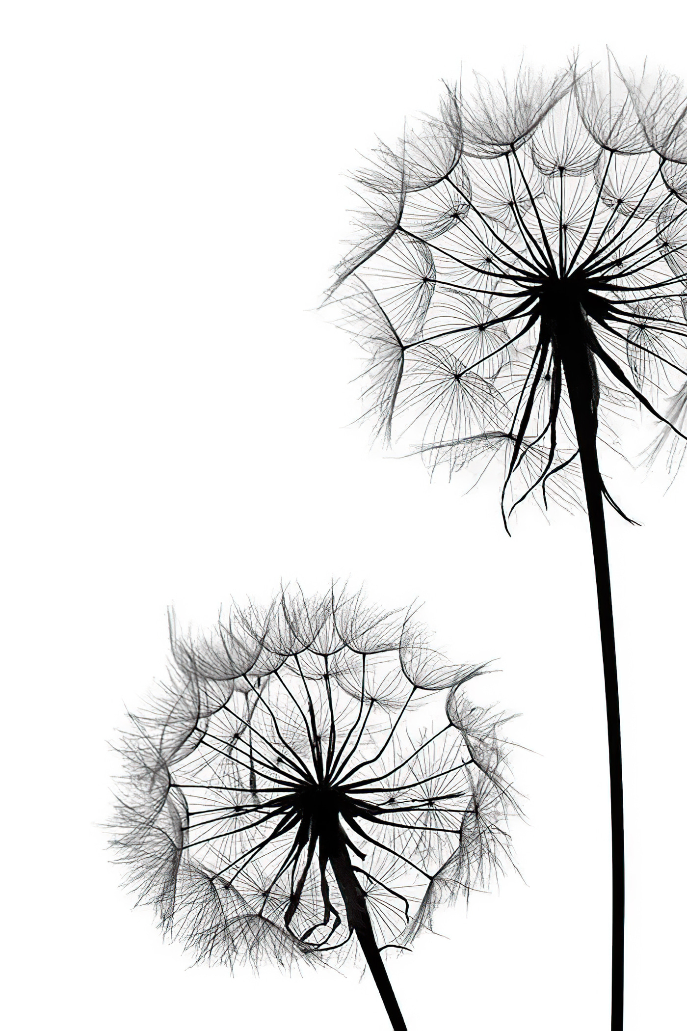 A close up of dandelion seeds