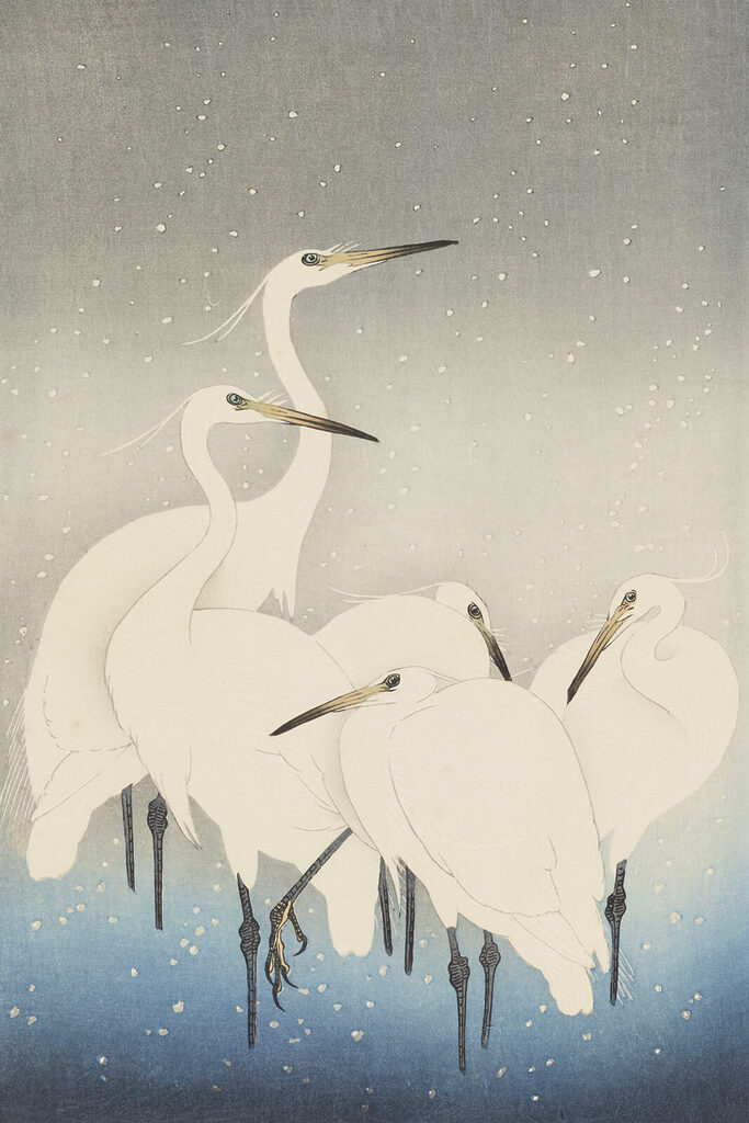 A group of white birds with long beaks
