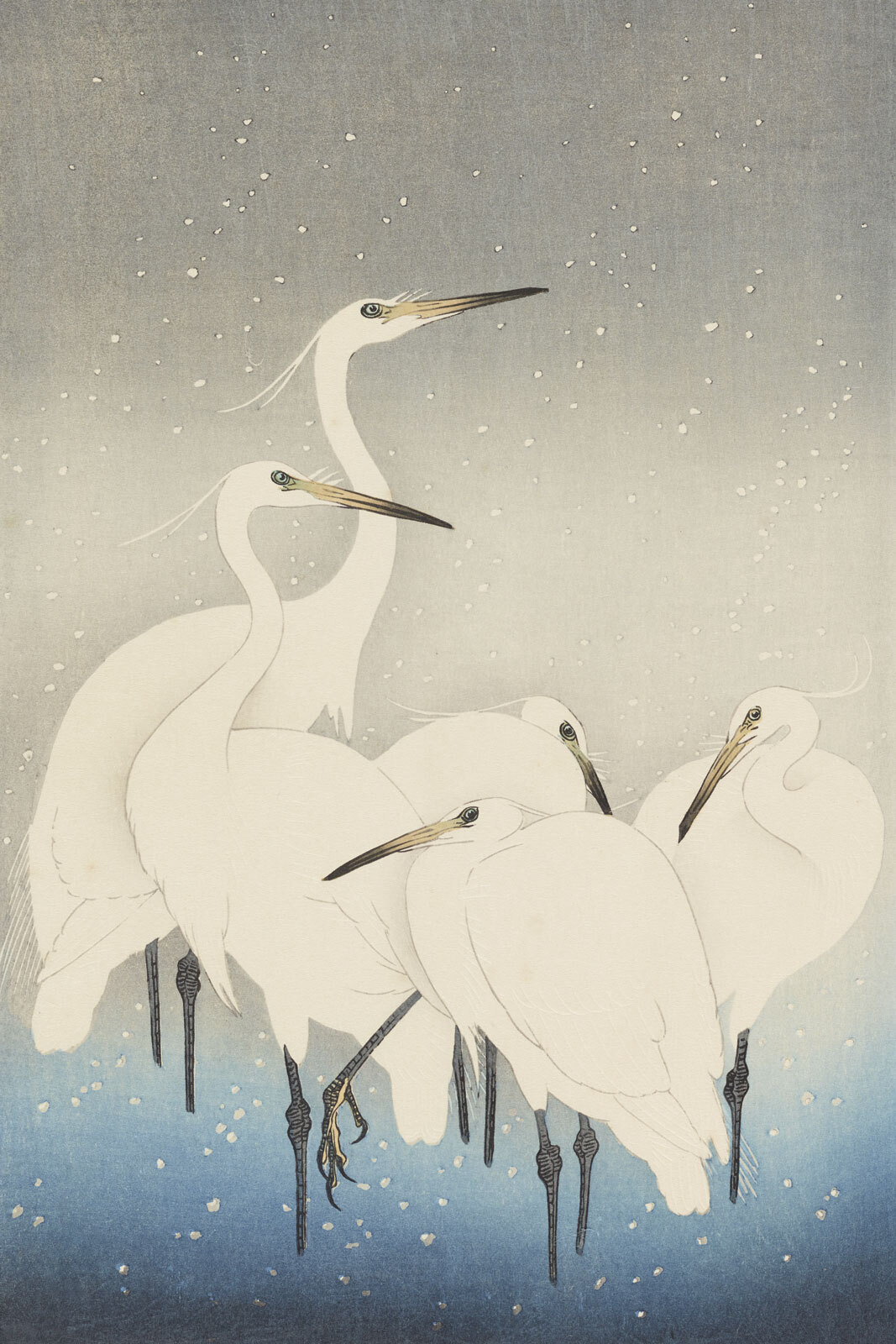 A group of white birds with long beaks