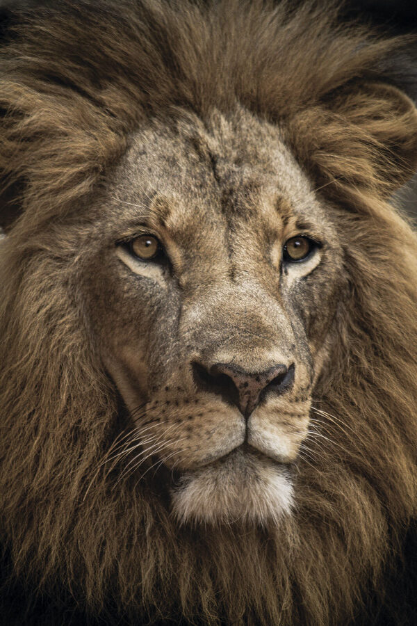 A close up of a lion's face A close up of a lion's face