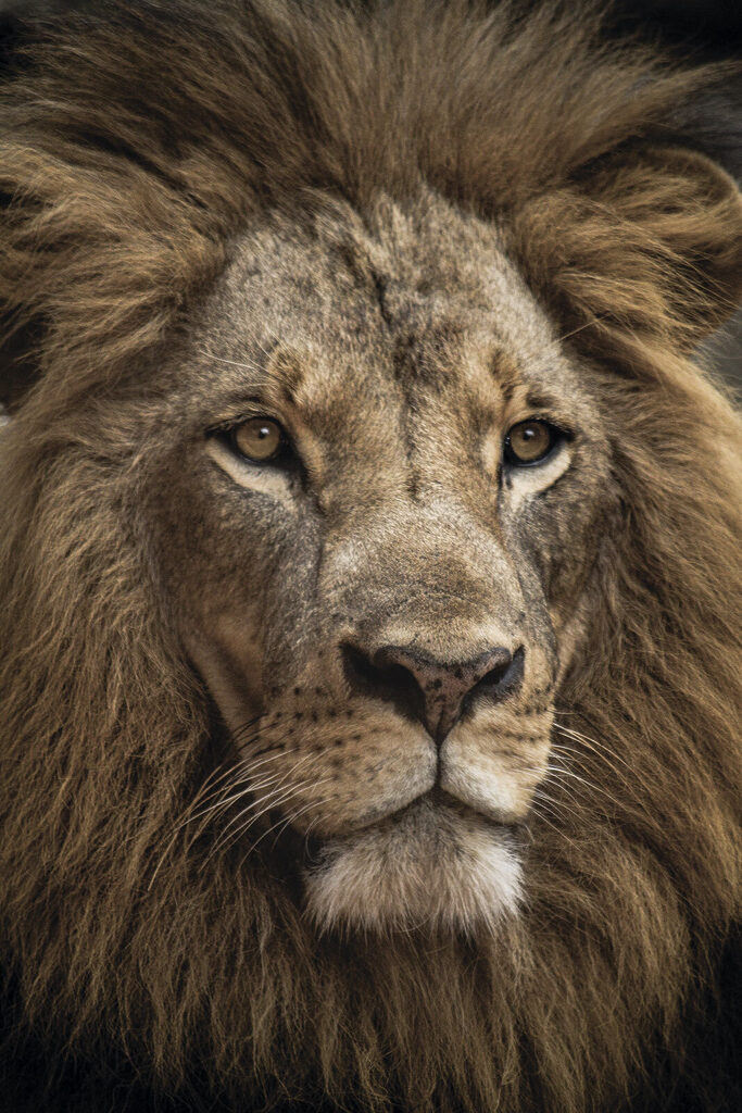 A close up of a lion's face A close up of a lion's face