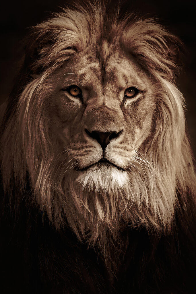 A lion with long mane