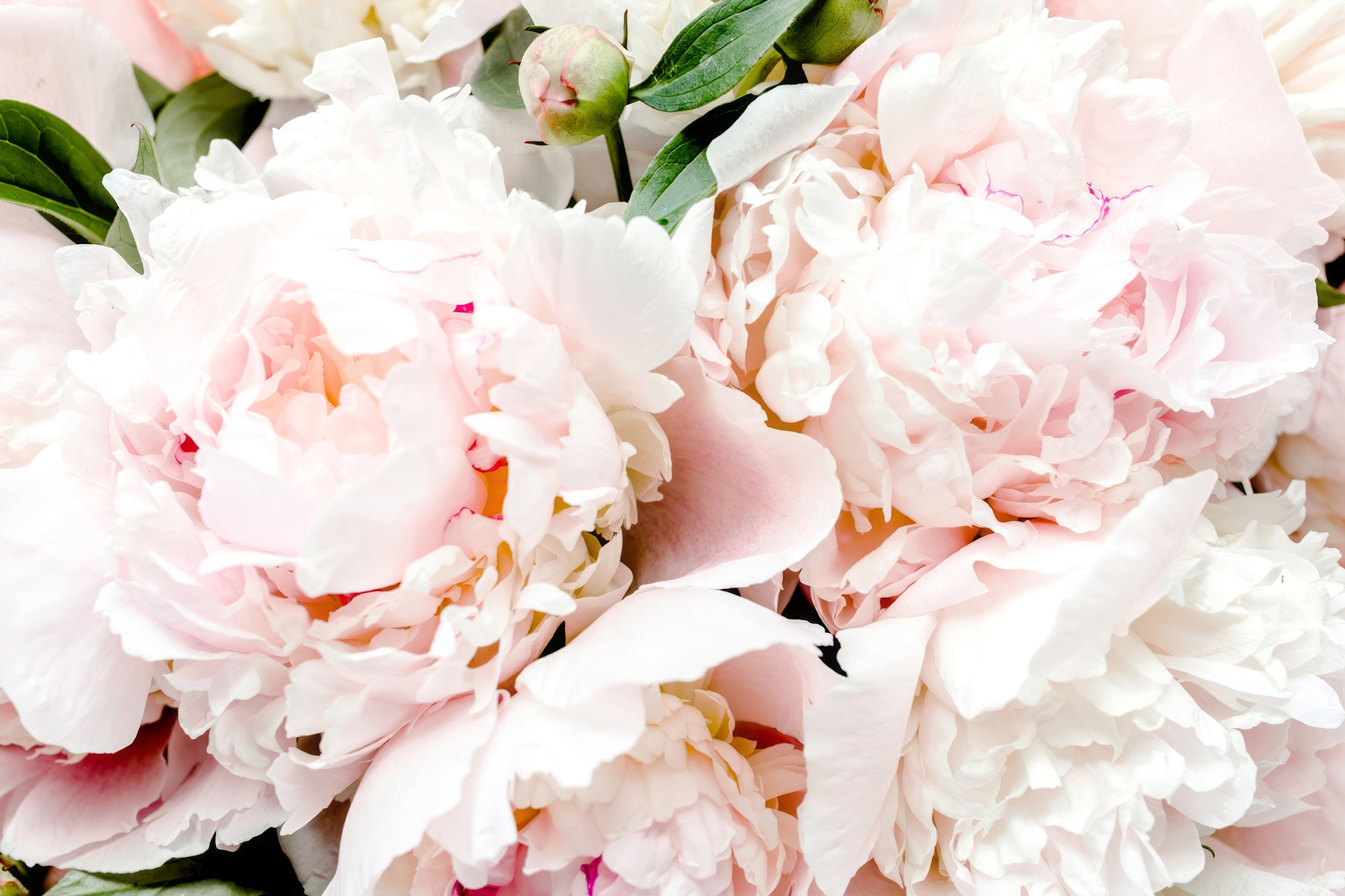 A group of pink flowers A group of pink flowers