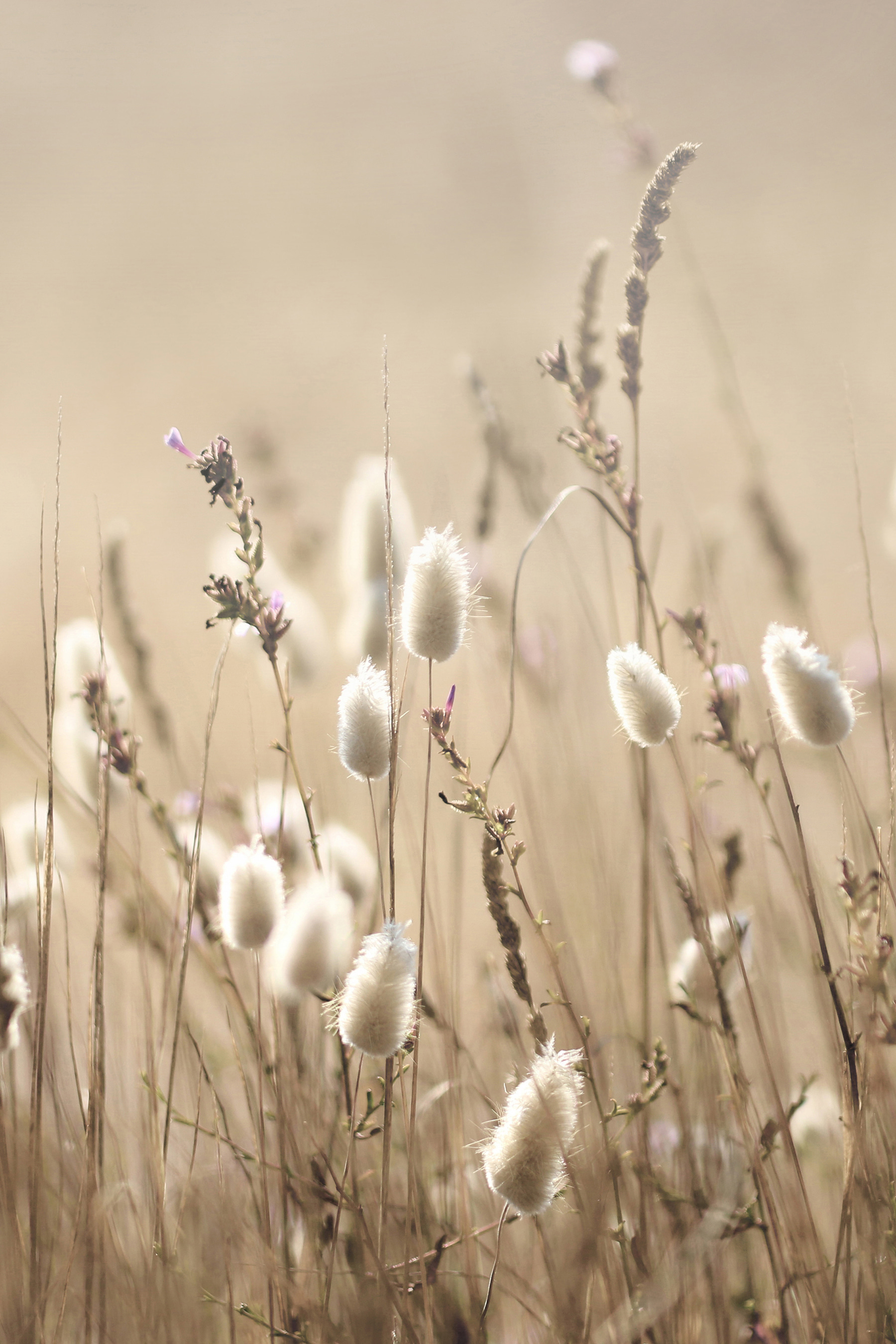 A close up of a plant
