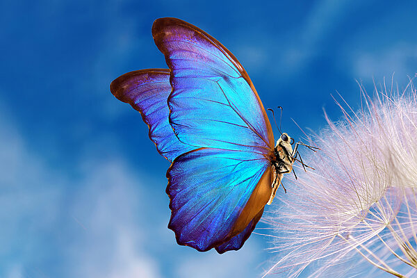 A butterfly on a flower