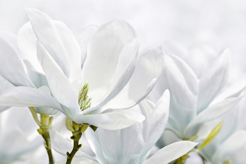 Close up of white flowers