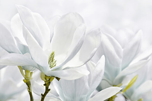 Close up of white flowers