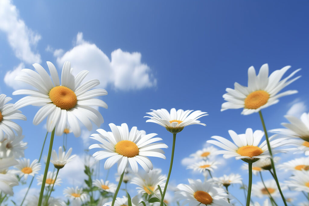 A group of white and yellow flowers A group of white and yellow flowers