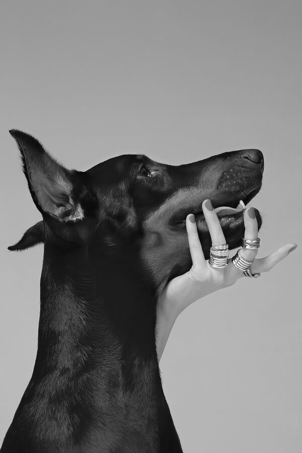 A hand holding a dog's face