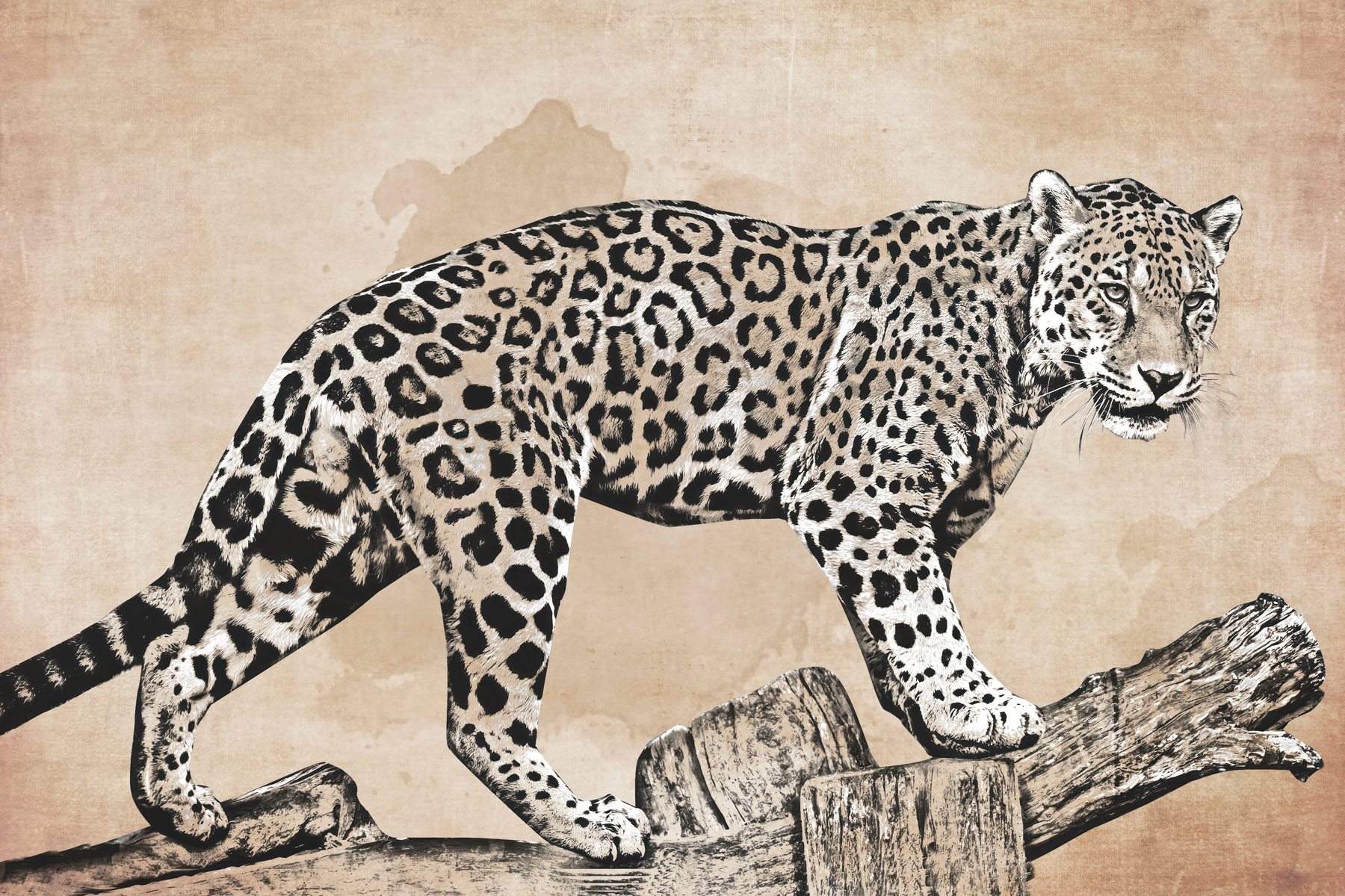 A drawing of a leopard walking on a log A drawing of a leopard walking on a log