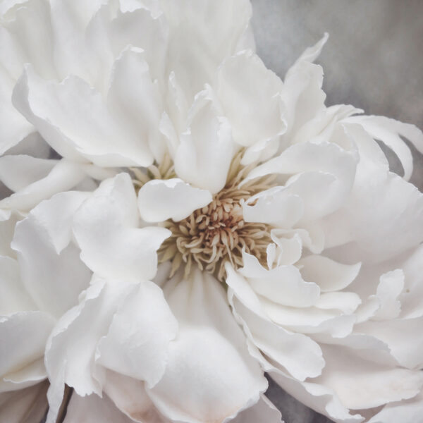 A close up of a white flower