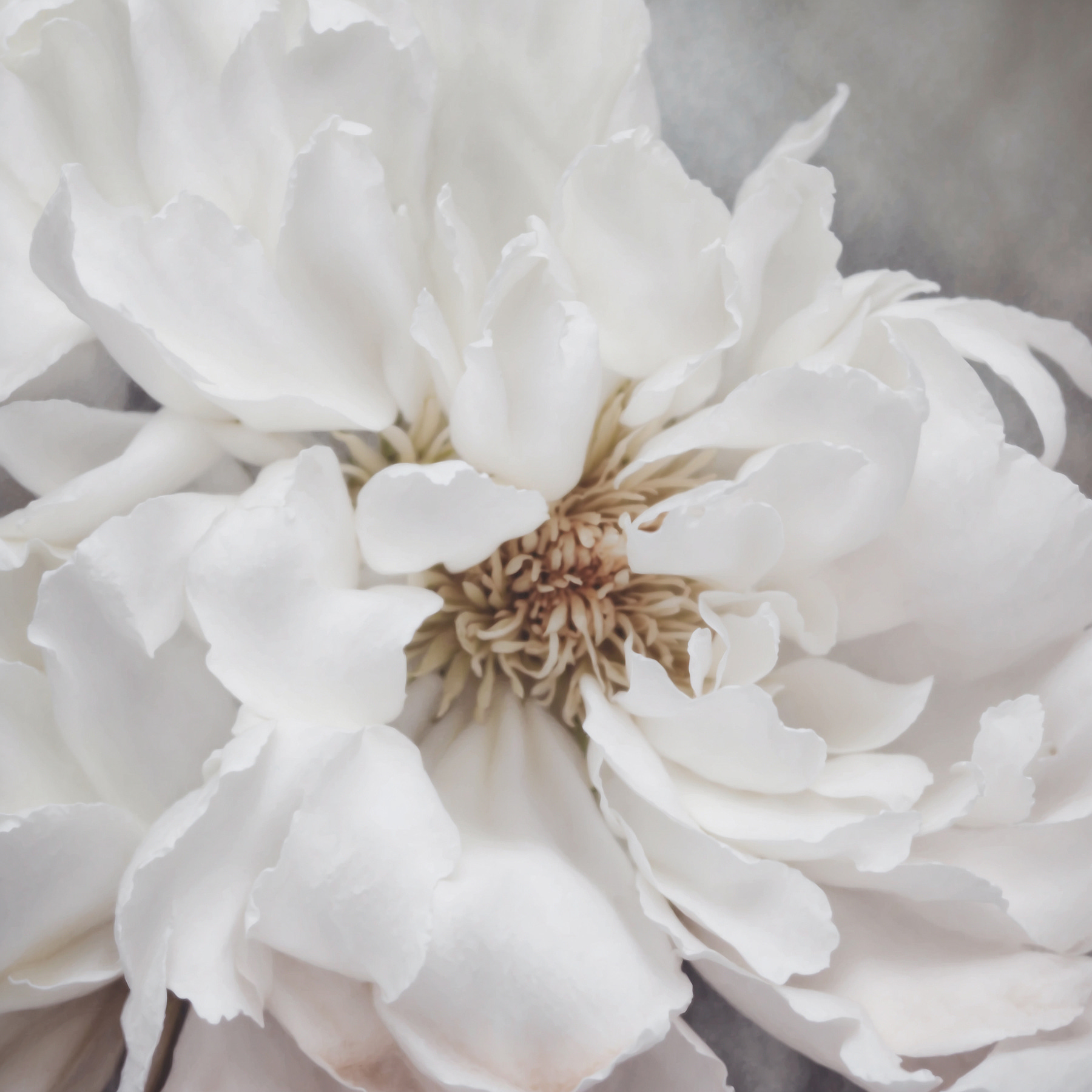 A close up of a white flower