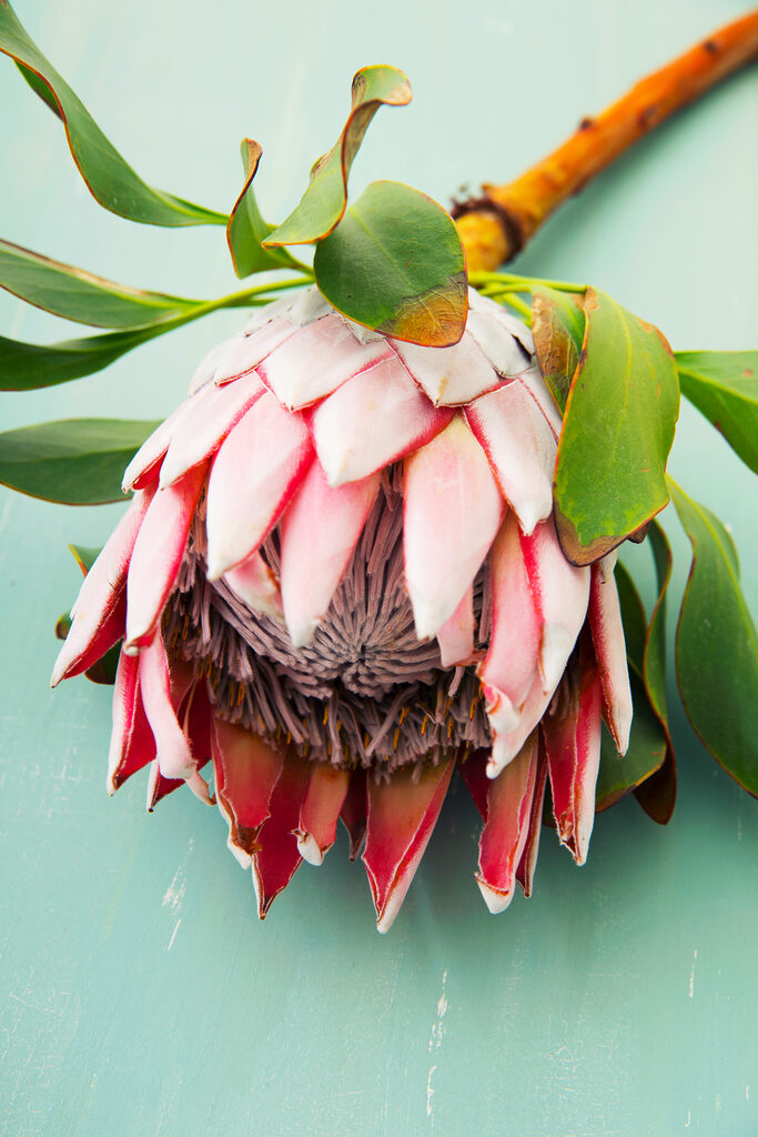 A close up of a flower