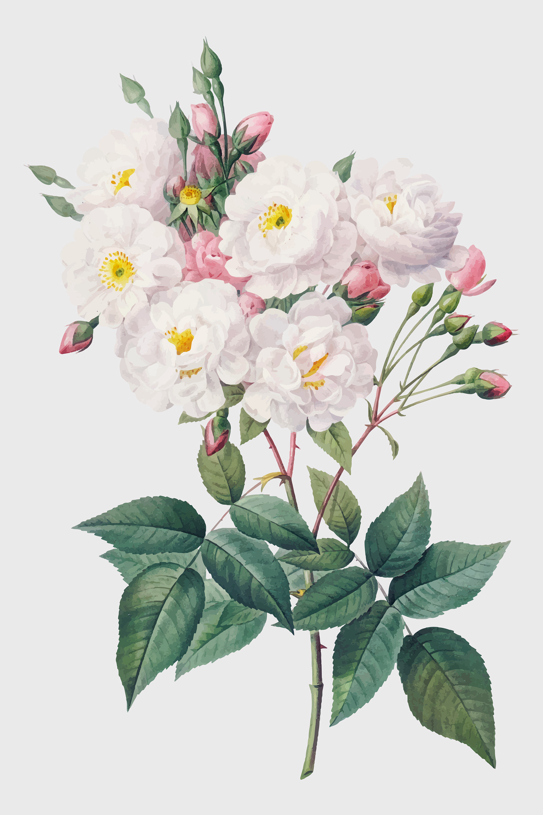 A close up of a flower