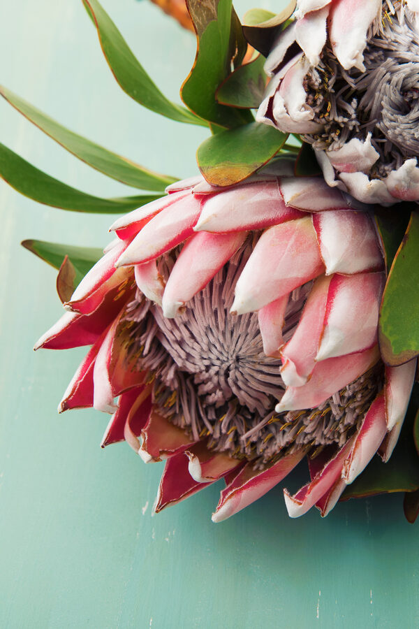 A close up of a flower