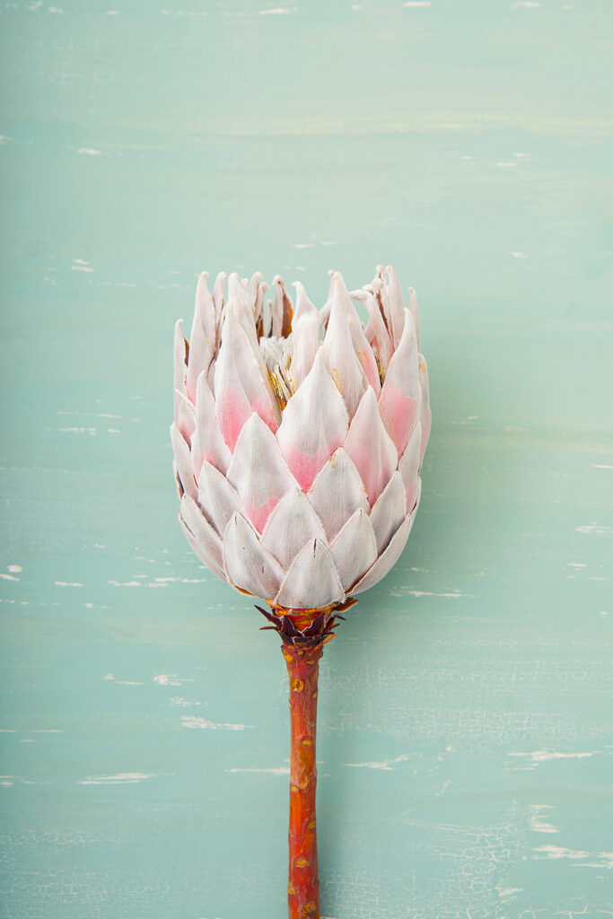 A flower on a stick