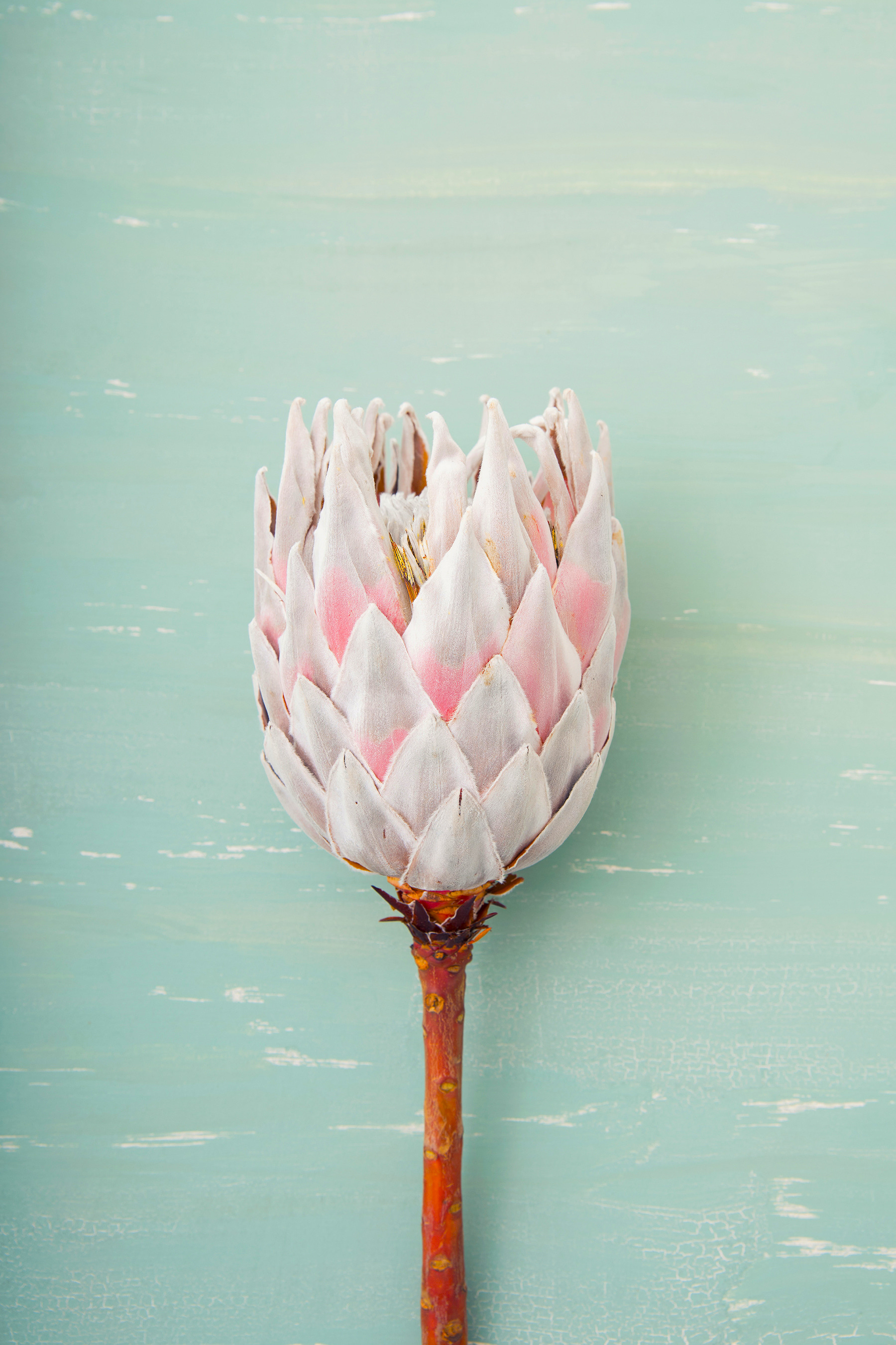 A flower on a stick