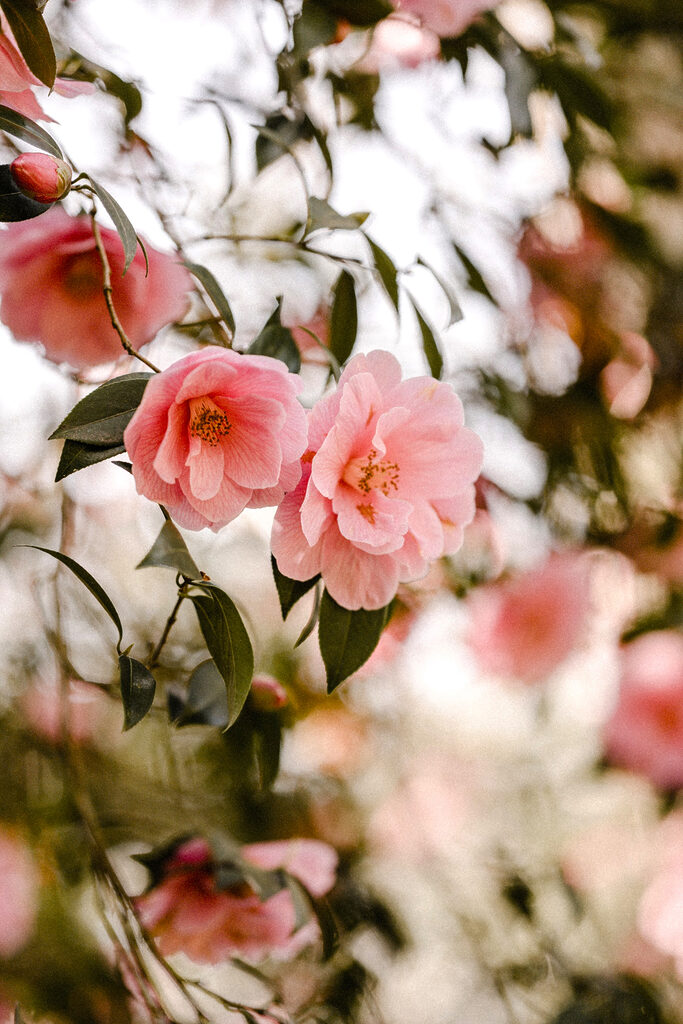 Pink flowers on a tree