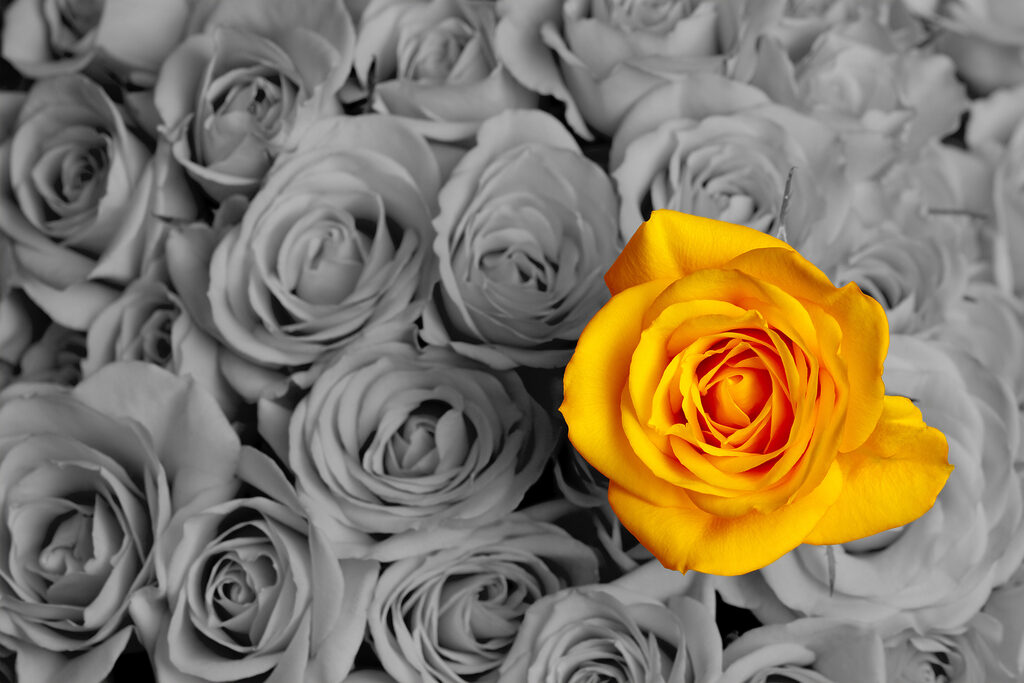 A yellow rose surrounded by grey roses
