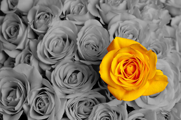 A yellow rose surrounded by grey roses