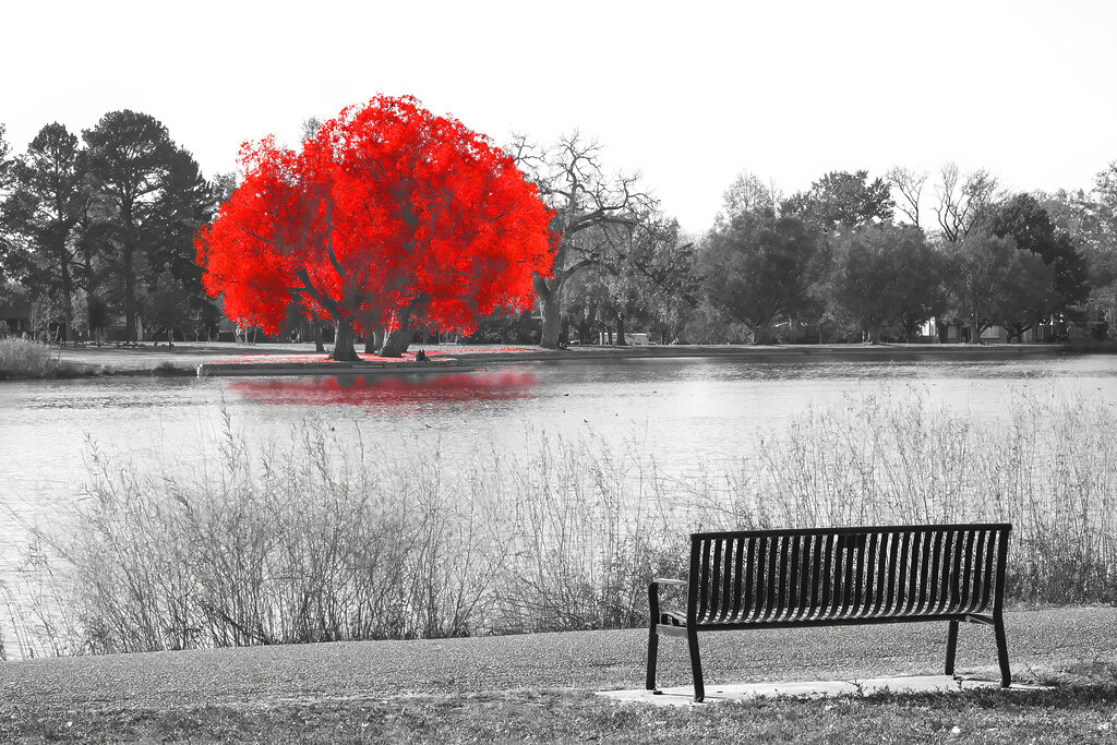 A bench by a lake with a red tree A bench by a lake with a red tree