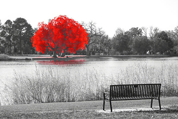 A bench by a lake with a red tree A bench by a lake with a red tree