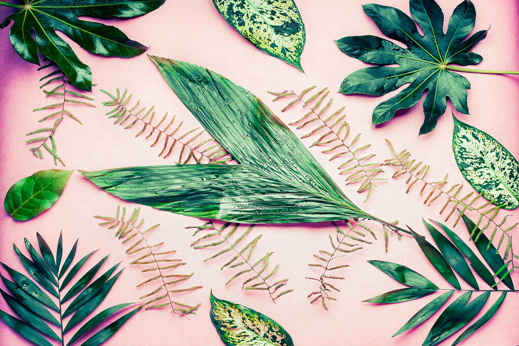 A group of green leaves A group of green leaves