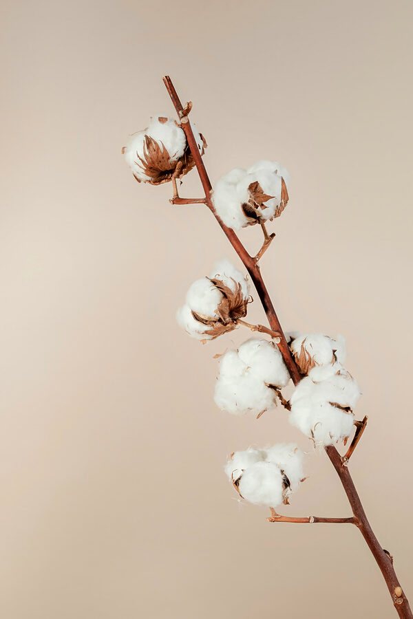 A cotton plant on a branch A cotton plant on a branch
