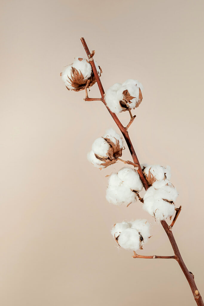 A cotton plant on a branch A cotton plant on a branch