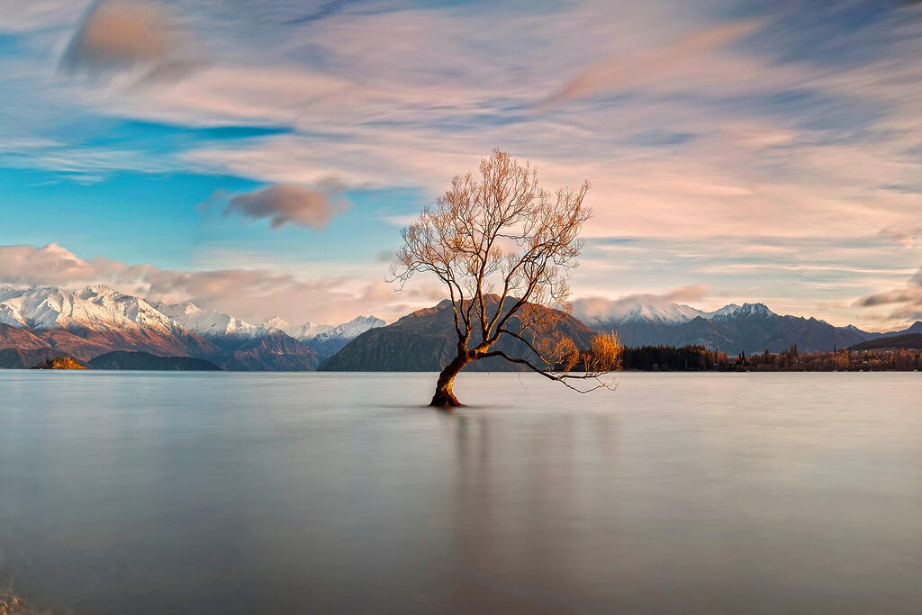 A tree in the water A tree in the water