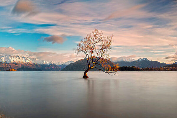 A tree in the water A tree in the water