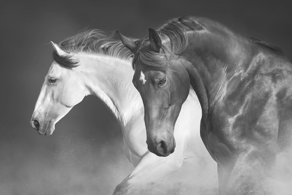 A couple of horses running A couple of horses running