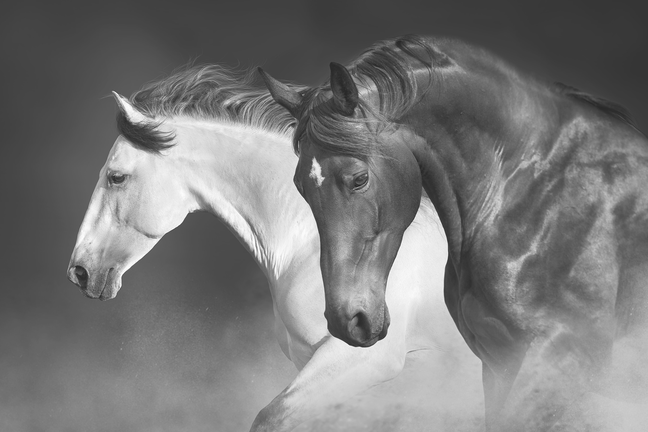 A couple of horses running A couple of horses running