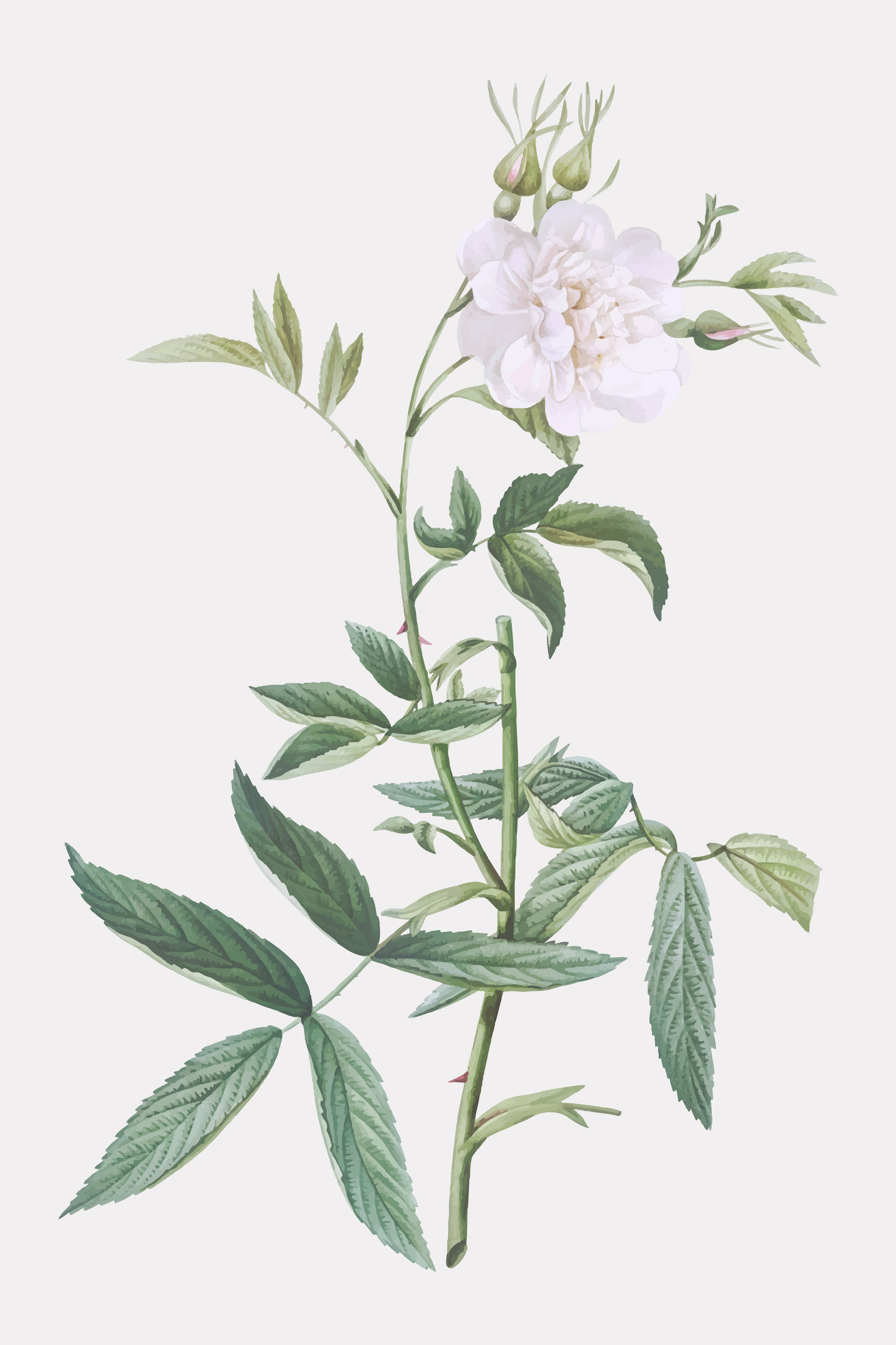 A white flower with green leaves