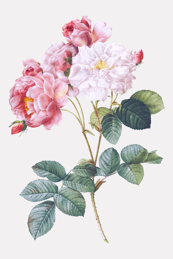 A close up of a flower