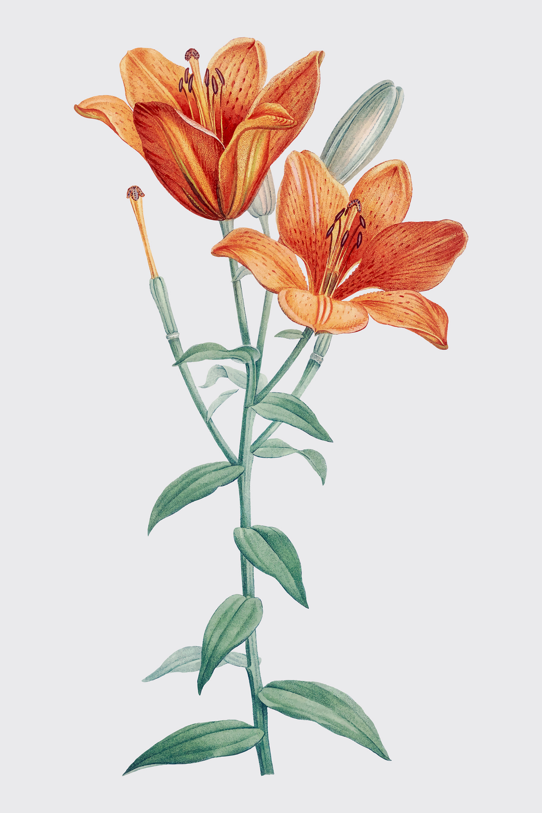A close up of a flower