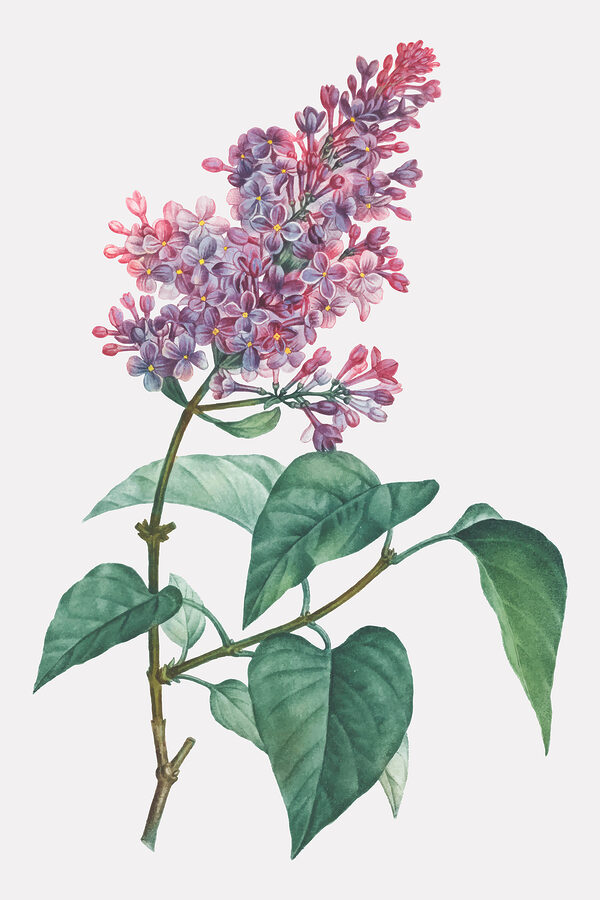 A close up of a flower