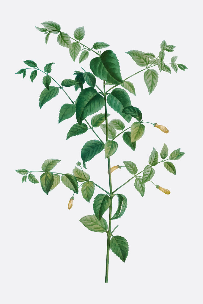 A plant with leaves and flowers A plant with leaves and flowers