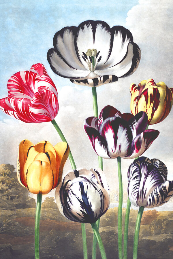 A group of colorful flowers A group of colorful flowers