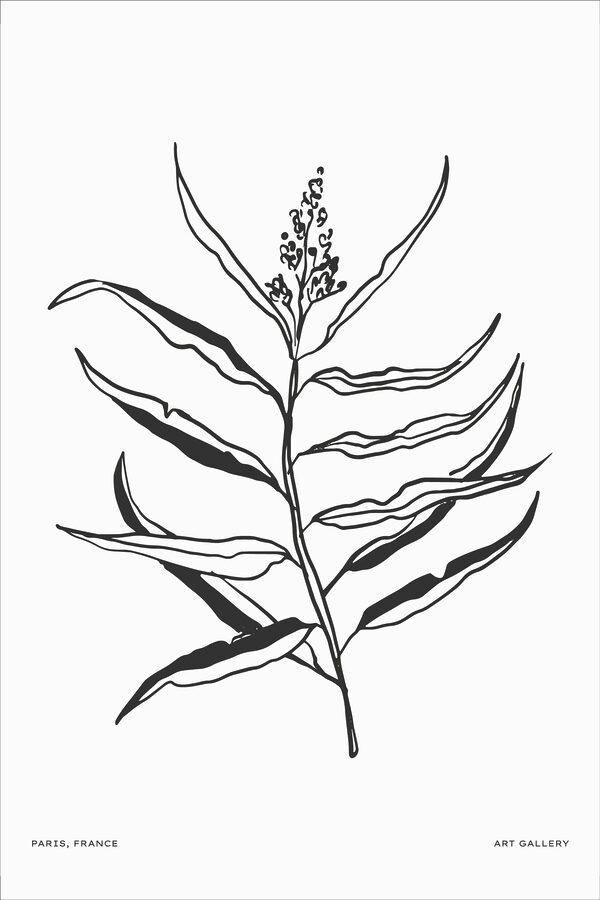 A black and white drawing of a plant
