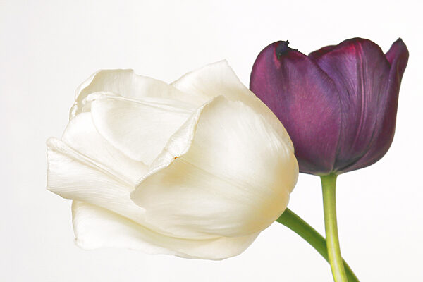 A white and purple flower A white and purple flower