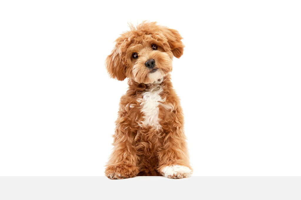 A dog sitting on a white surface